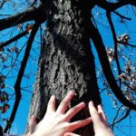 Alberi e mani
