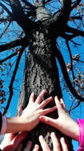 Alberi e mani