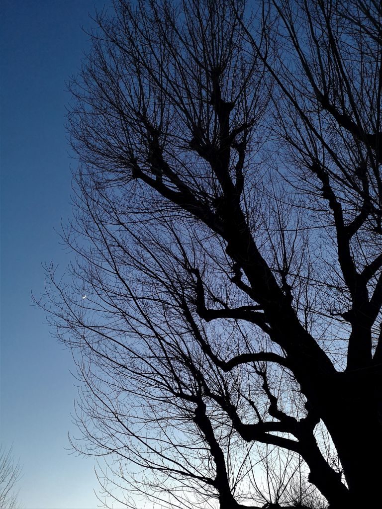 Notte al parco Giorgella. Con luna