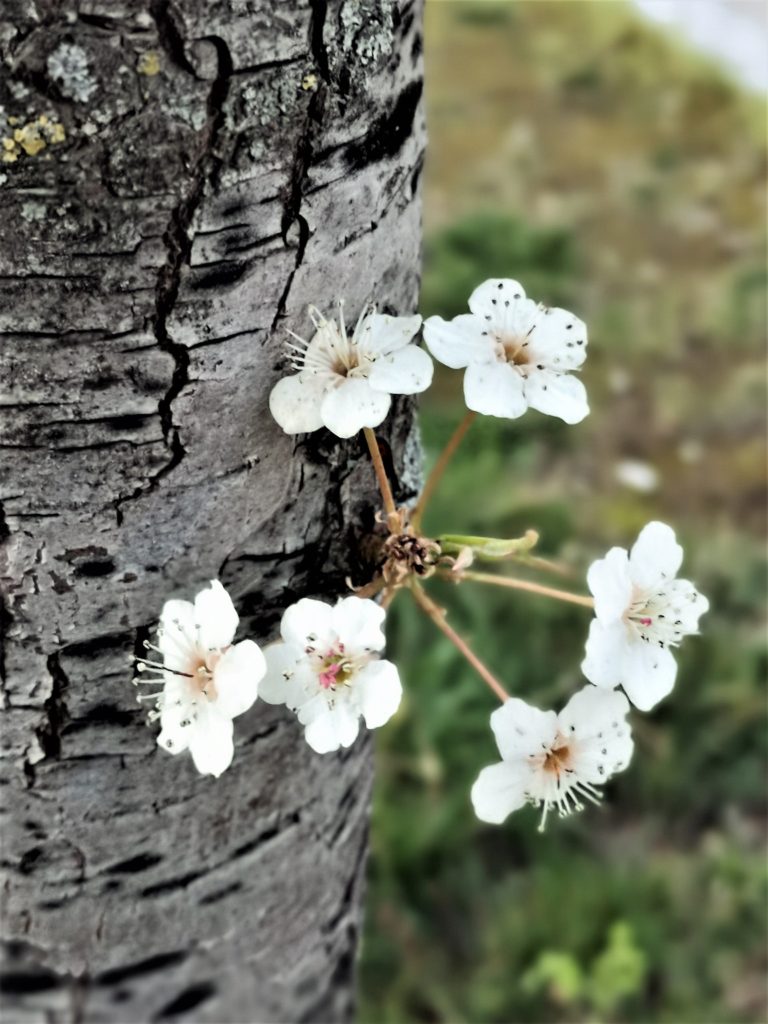 La primavera sbuca nei dintorni della scuola
