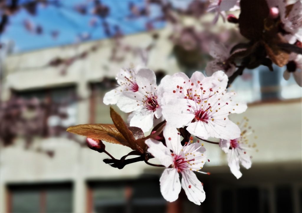 La Primavera davanti a scuola