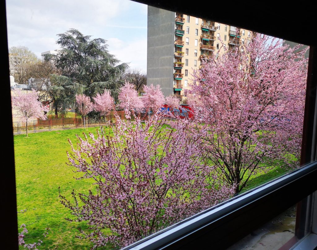 La primavera ...vista dalla finestra della scuola