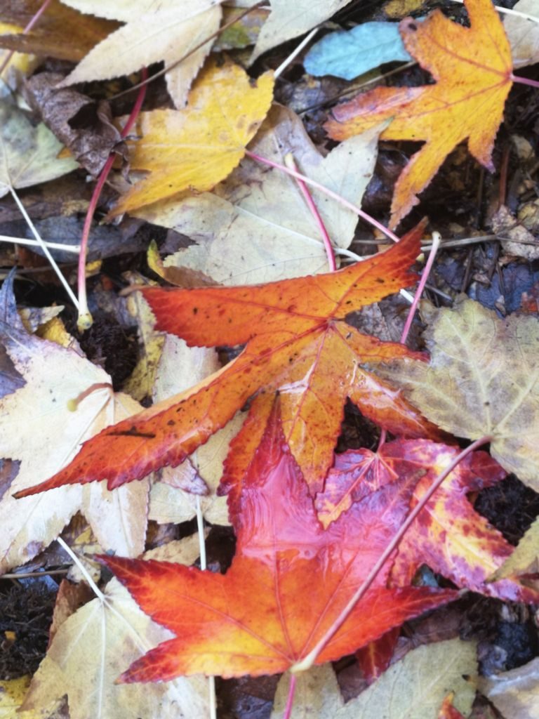 Autunno al Giorgella