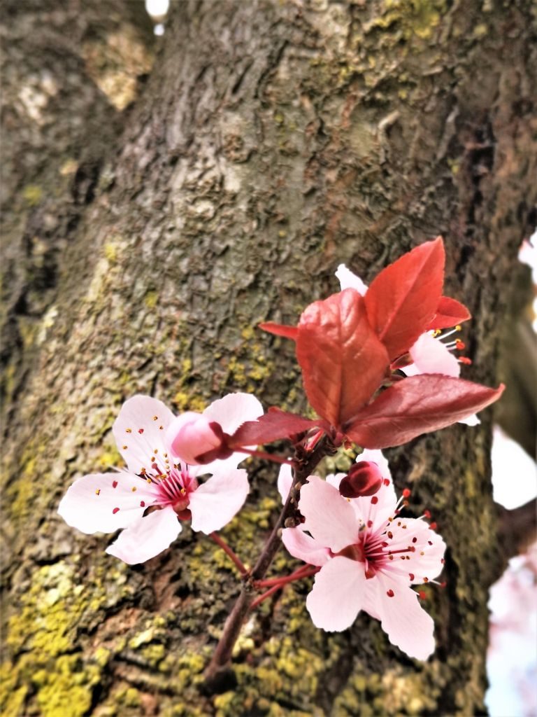 Primavera è vita