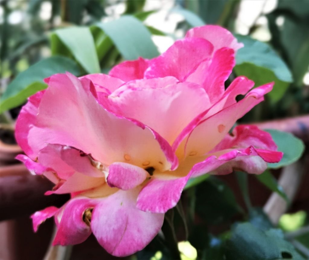 Seconda rosa