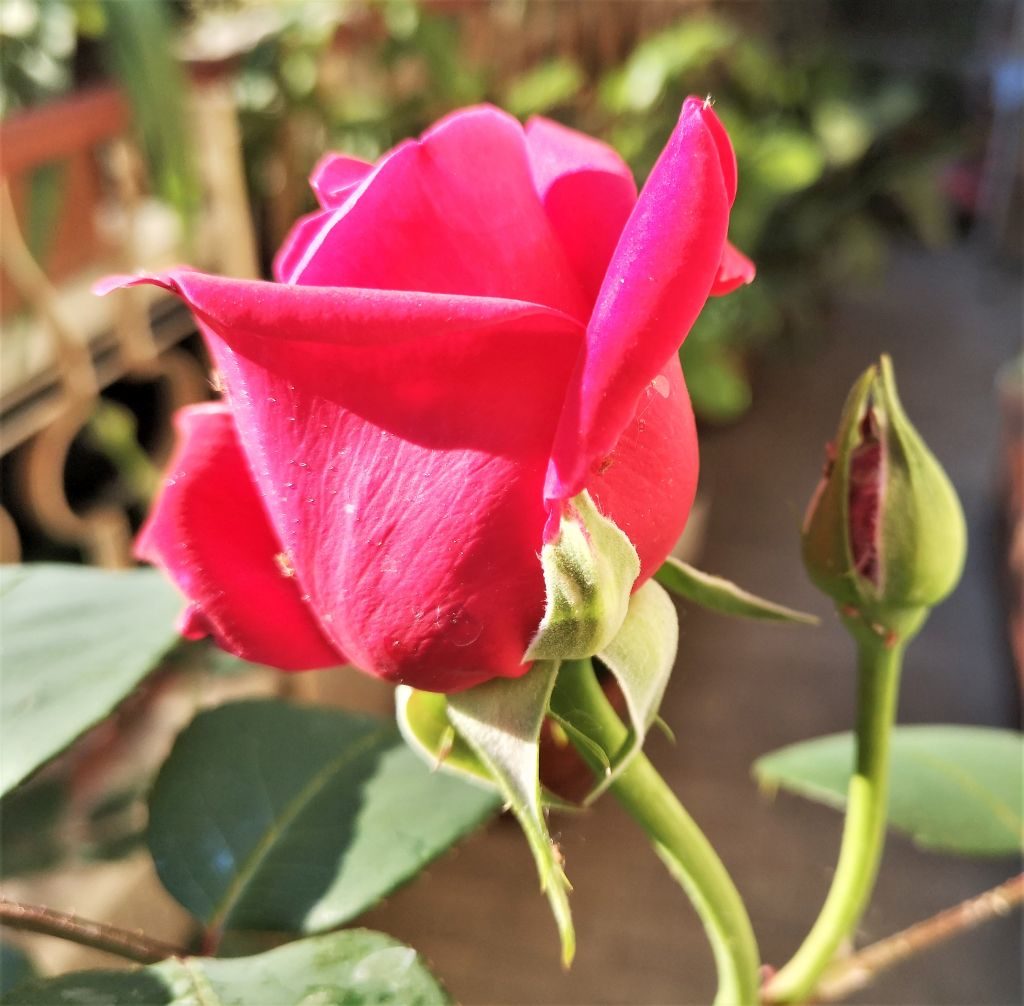 Terza rosa