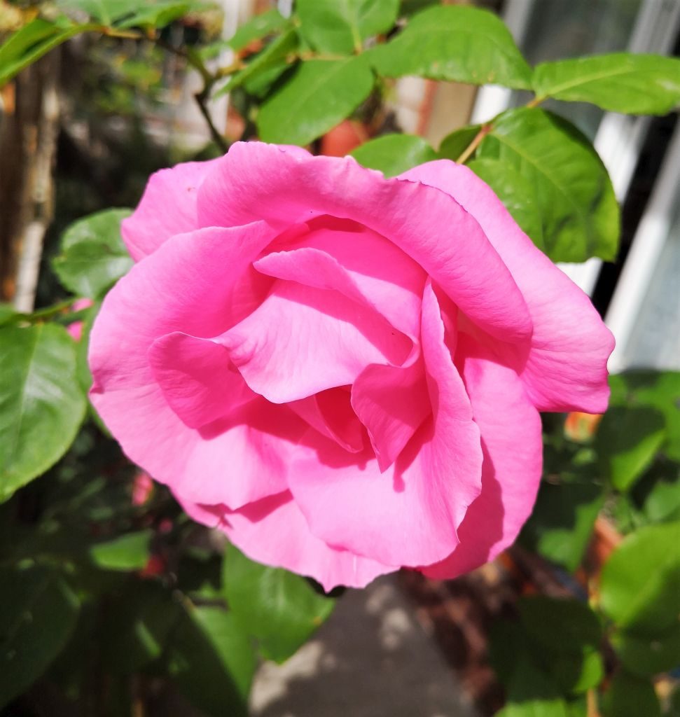 Quarta rosa
