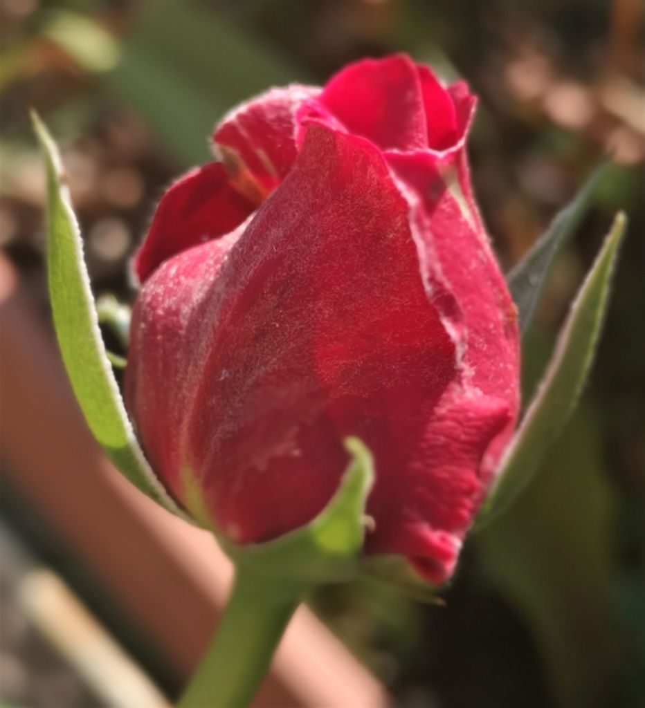 Prima rosa