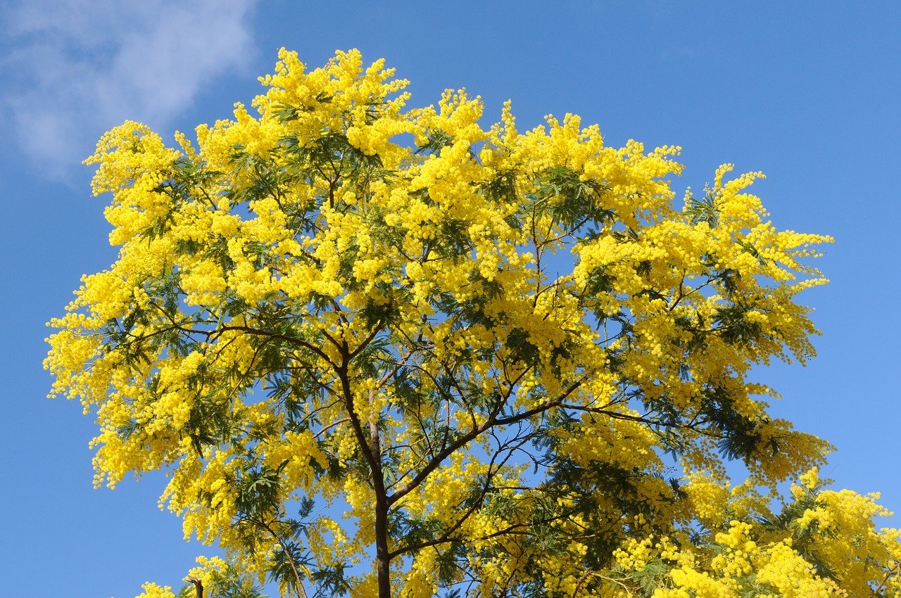 mimosa, Foto di salvatore lanza, Pixabay