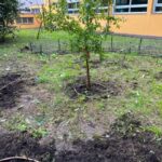 albero di melograno