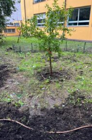 albero di melograno