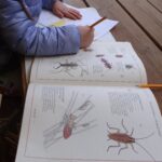 Una bambina disegna insetti aiutandosi con le immagini di un libro