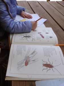 Una bambina disegna insetti aiutandosi con le immagini di un libro