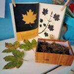 Spazio documentativo: foglie, semi e albo illustrato usato per l'identificazione dell'albero