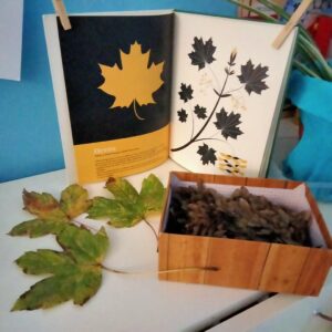 Spazio documentativo: foglie, semi e albo illustrato usato per l'identificazione dell'albero